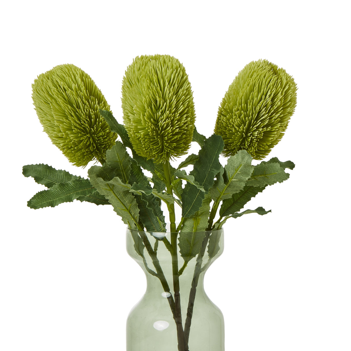 Three green banksia heads and serrated foliage arranged in a translucent pale green vase against white.