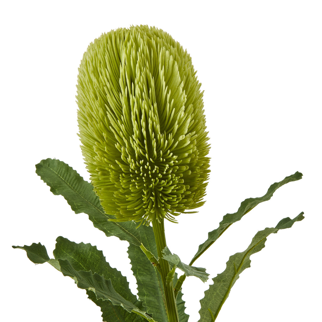 Close-up of the densely textured green banksia head above serrated leaves with visible central veins.