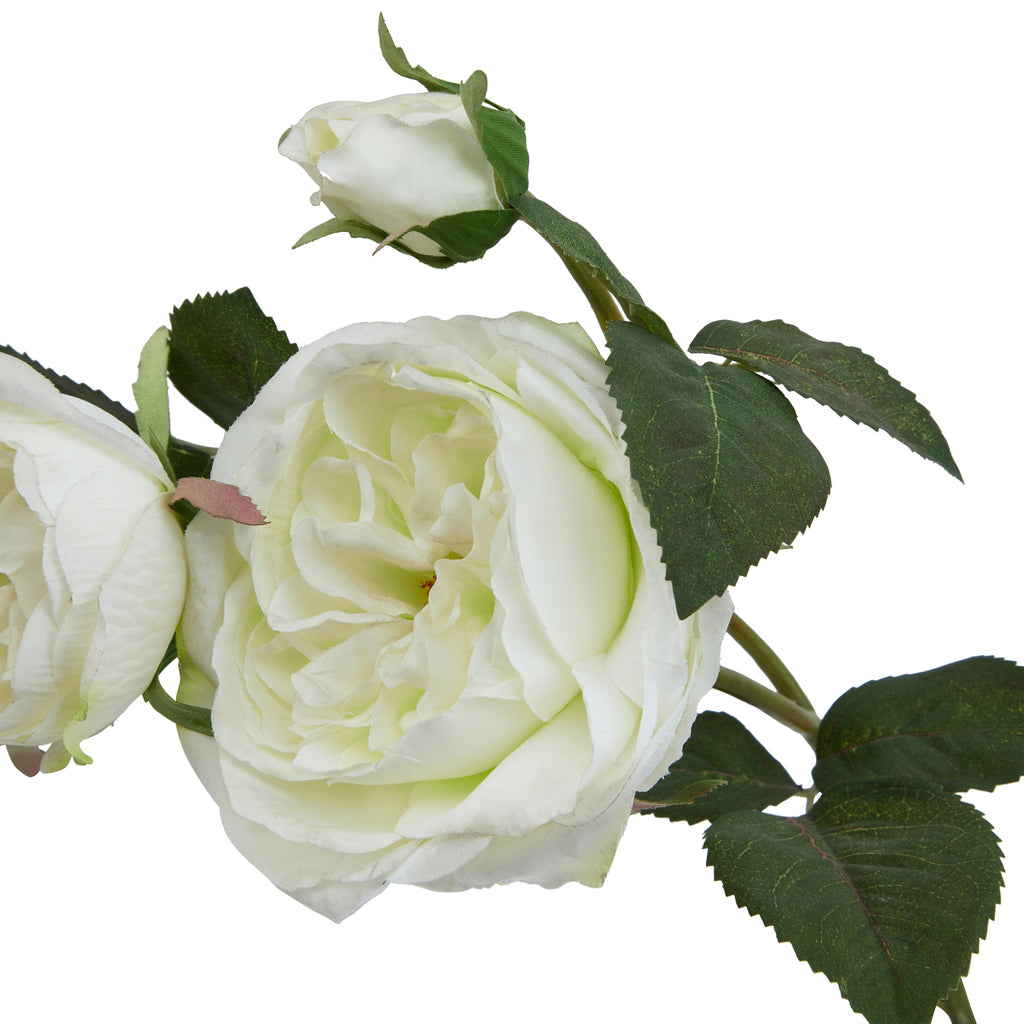 Close-up of layered cream-white petals beside veined, serrated dark green leaves, with a bud above and part of a second bloom at the left edge.