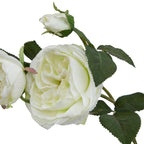 Close-up of layered cream-white petals beside veined, serrated dark green leaves, with a bud above and part of a second bloom at the left edge.