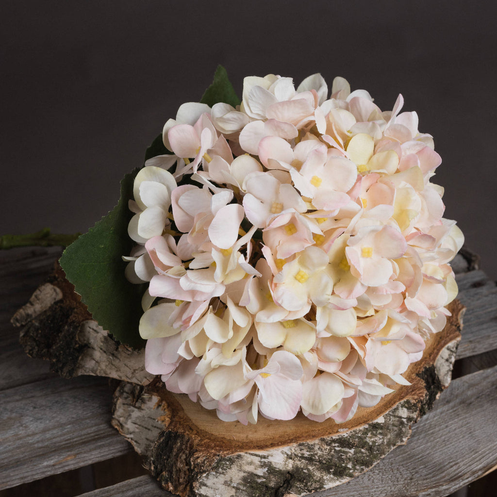 Close-up of overlapping cream, pale peach and blush hydrangea florets with yellow centres, resting on a bark-edged wood slice over grey wooden slats.