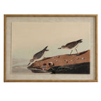 Front view of the Shellbank Shorebirds Framed Print, showing two birds on a shell-strewn bank beside water, within a pale surround and tan-gold beaded frame.