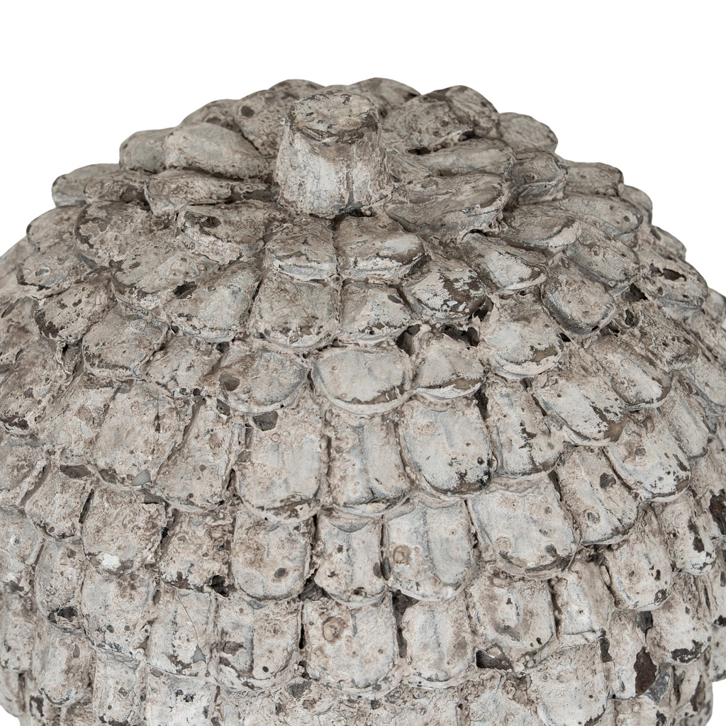 Close-up of the orb's flat-topped projection and overlapping scales, showing the rough-looking off-white, grey and brown surface.