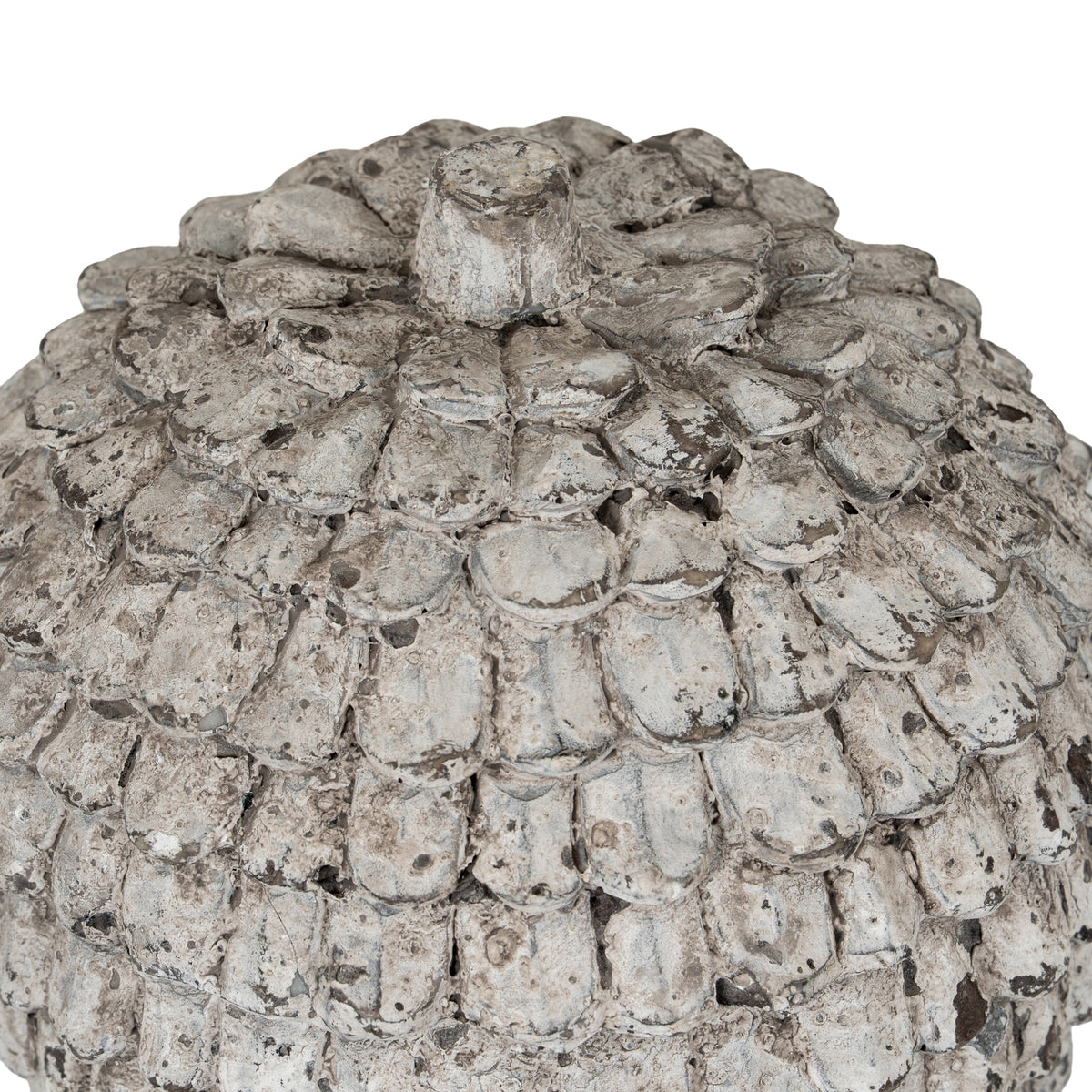 Close-up of the orb's flat-topped projection and overlapping scales, showing the rough-looking off-white, grey and brown surface.