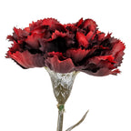 Tight detail of the burgundy flower head, showing overlapping red and dark burgundy ruffles with finely serrated edges above the calyx.
