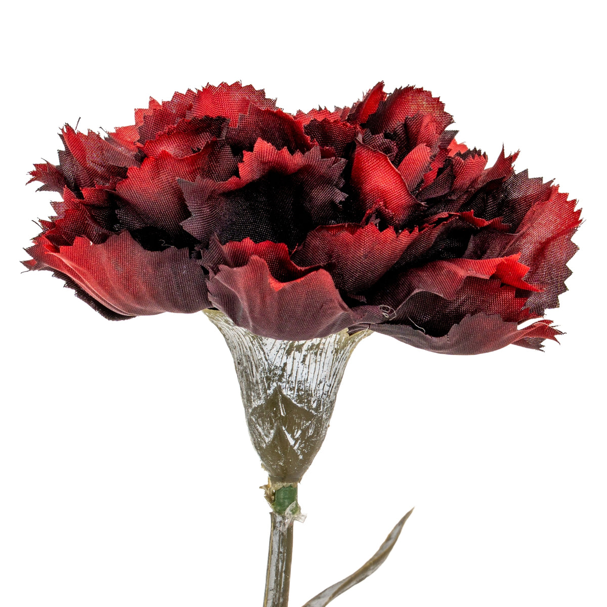 Tight detail of the burgundy flower head, showing overlapping red and dark burgundy ruffles with finely serrated edges above the calyx.