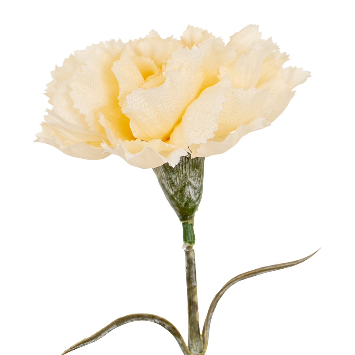 Close-up of the cream flower head showing layered petals with finely ruffled edges and visible surface texture above a green calyx.