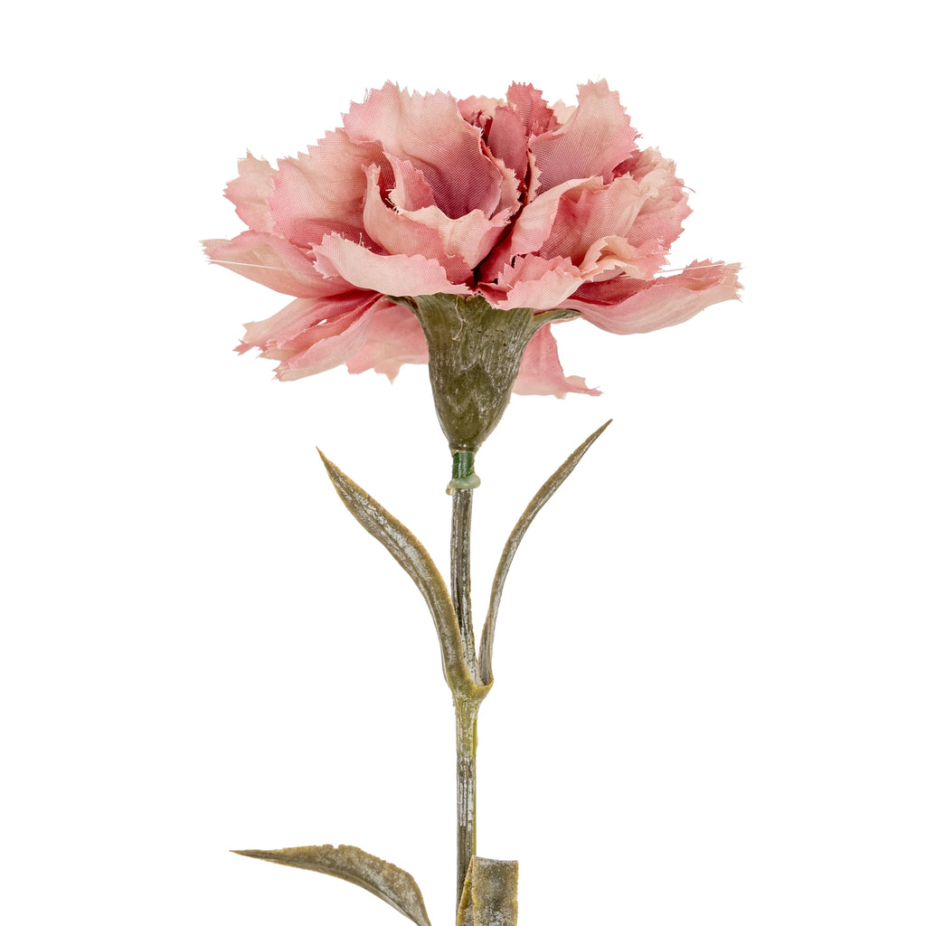 Close view of the ruffled pink flower head, green calyx and upper stem with slender leaves extending to either side.