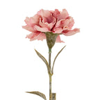 Close view of the ruffled pink flower head, green calyx and upper stem with slender leaves extending to either side.