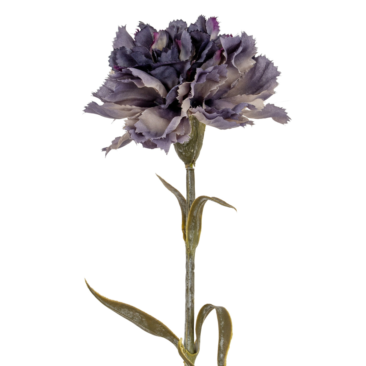 Close view of the ruffled purple flower head above its green calyx, with pointed leaves curving from the upper stem.