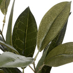 Close-up of overlapping deep and olive green bay-style leaves, showing pale branching veins and slender stems.