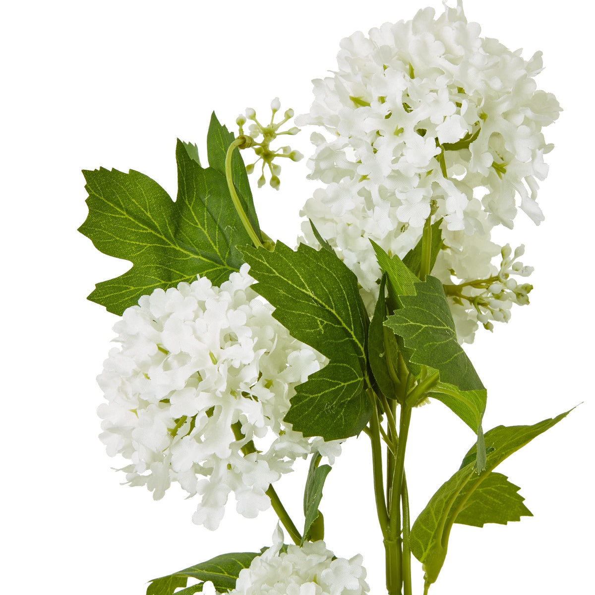 Close-up of cream viburnum flower clusters, small buds and lobed green leaves with pale vein markings.