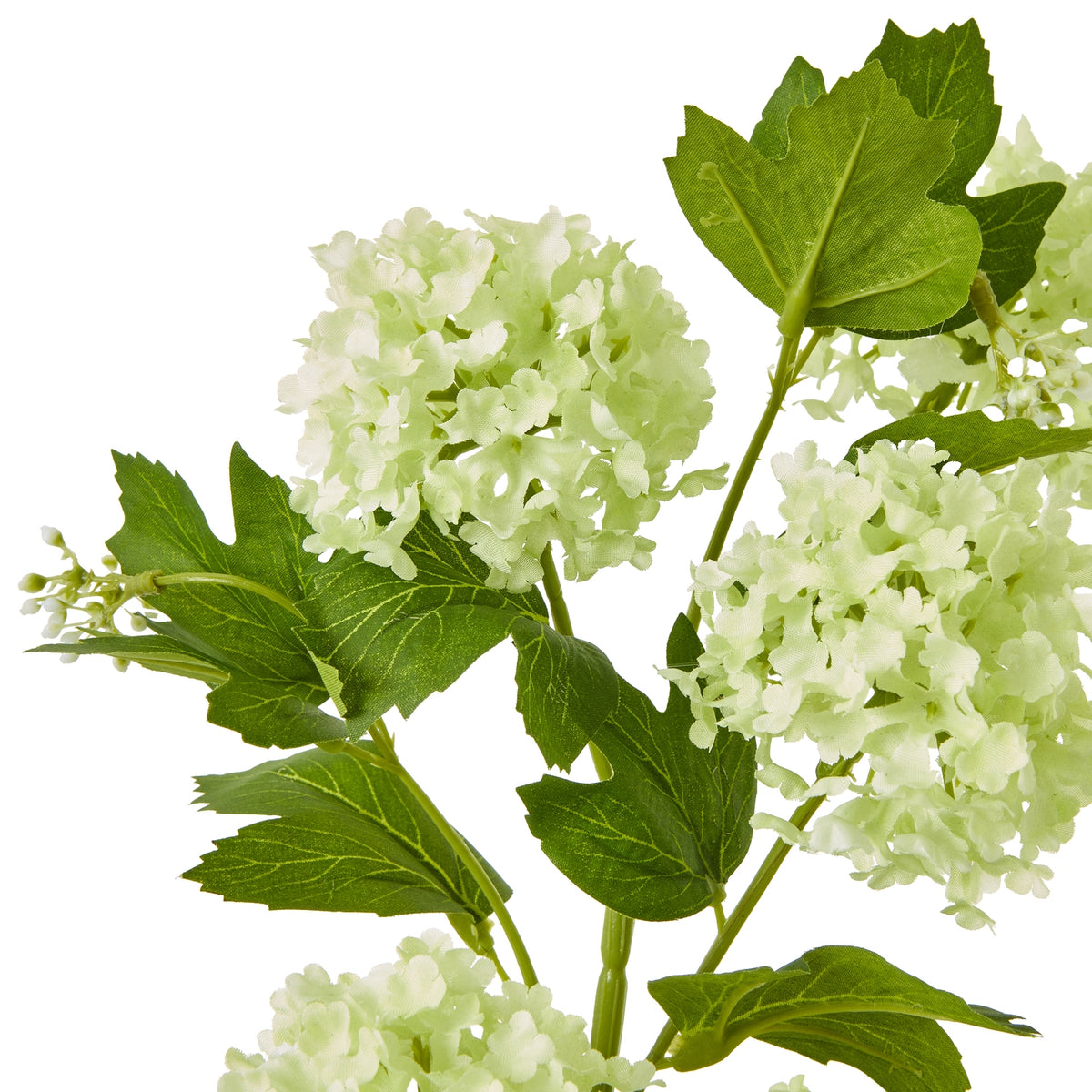 Close-up of pale green viburnum flower clusters and lobed green leaves, showing petal texture and leaf veins.