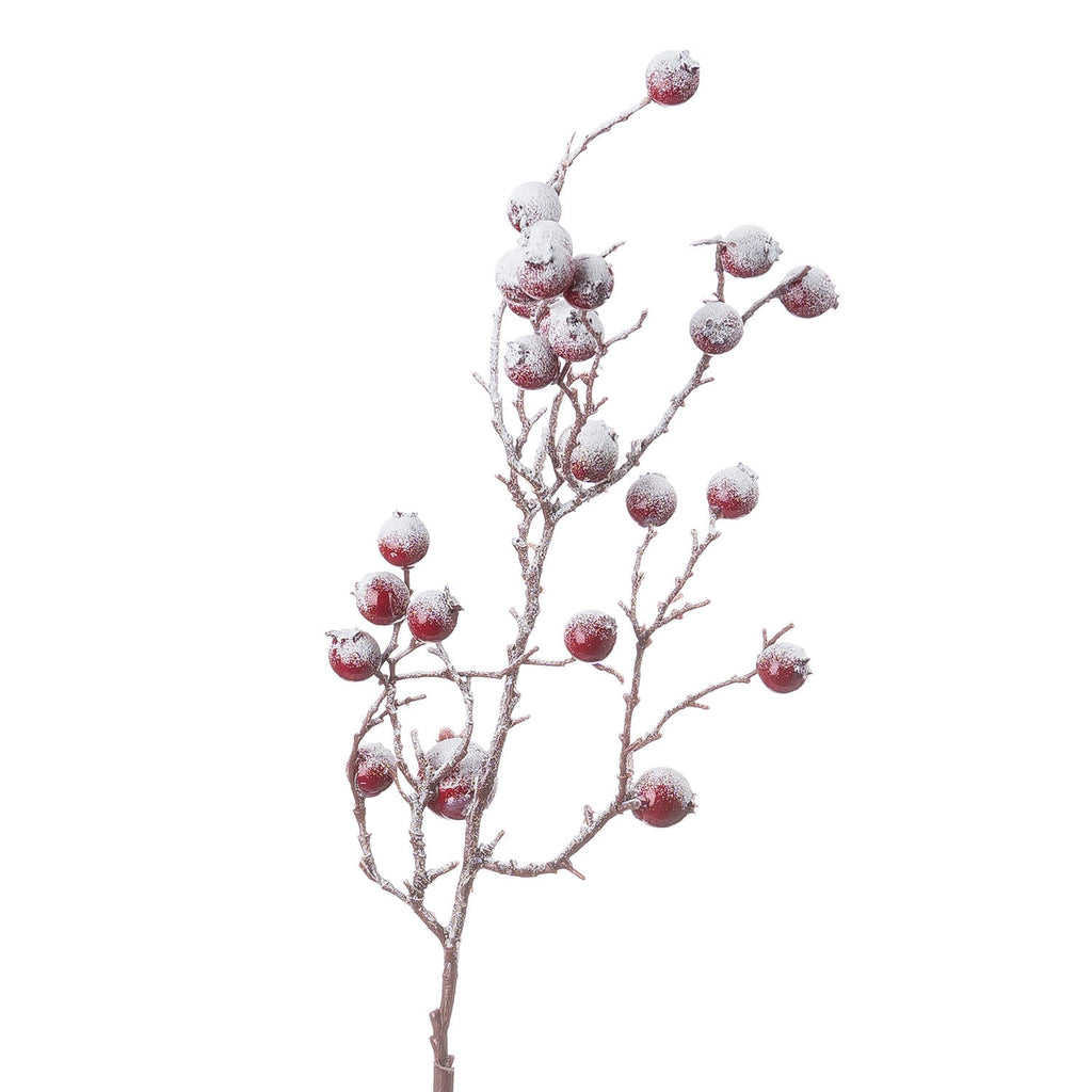 Close-up of rounded red berries with uneven granular white coating on fine brown twigs.