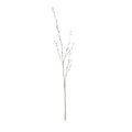 Full view of the Soft Catkin artificial stem, with slender brown-green branches and pale grey catkins against a white background.