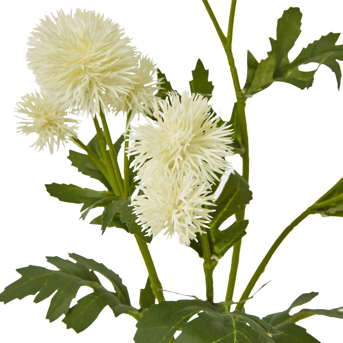 Close-up of cream globe thistle heads showing their fine radiating points beside jagged green leaves.