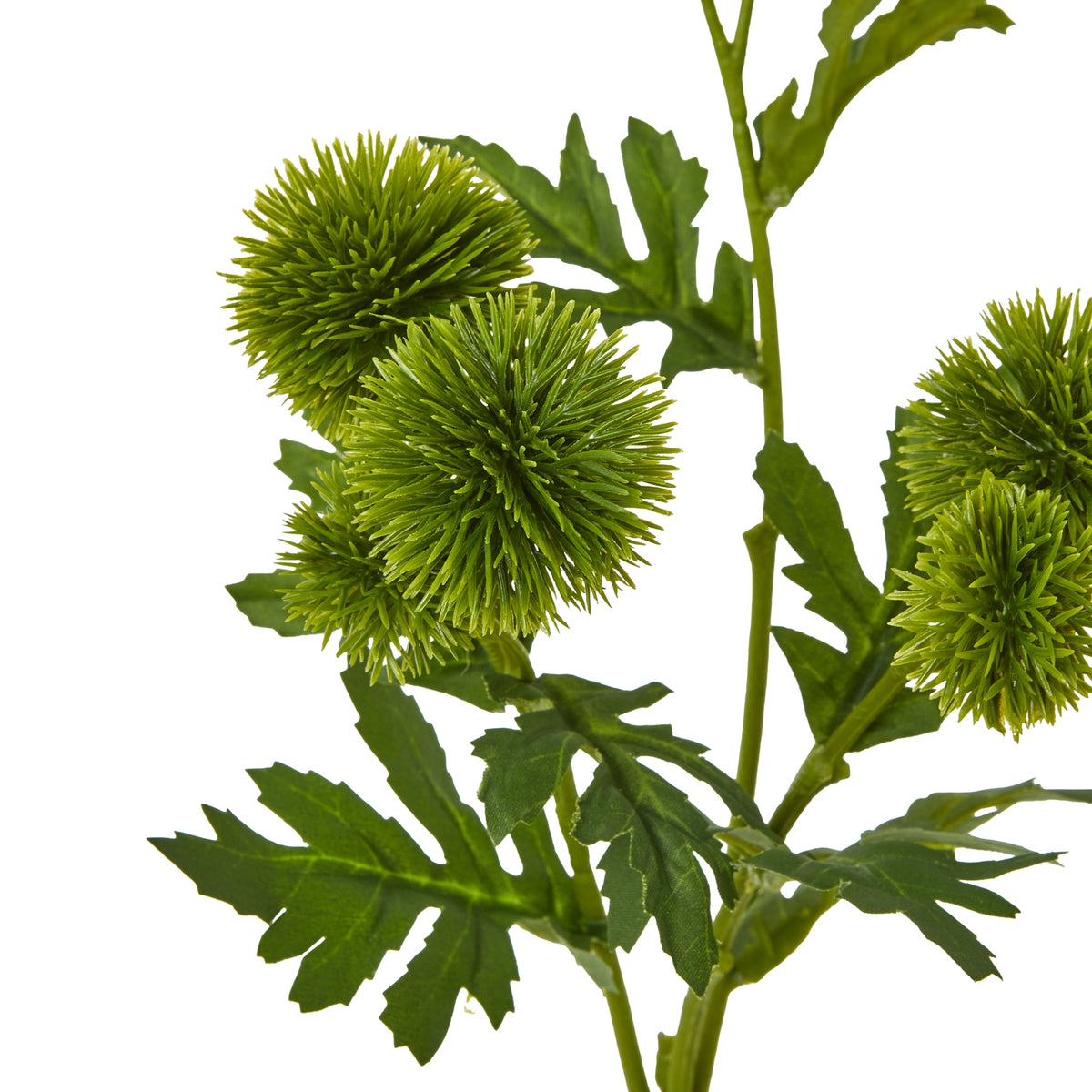 Close-up of the green thistle globeheads, showing their fine radiating spikes beside deeply lobed leaves.