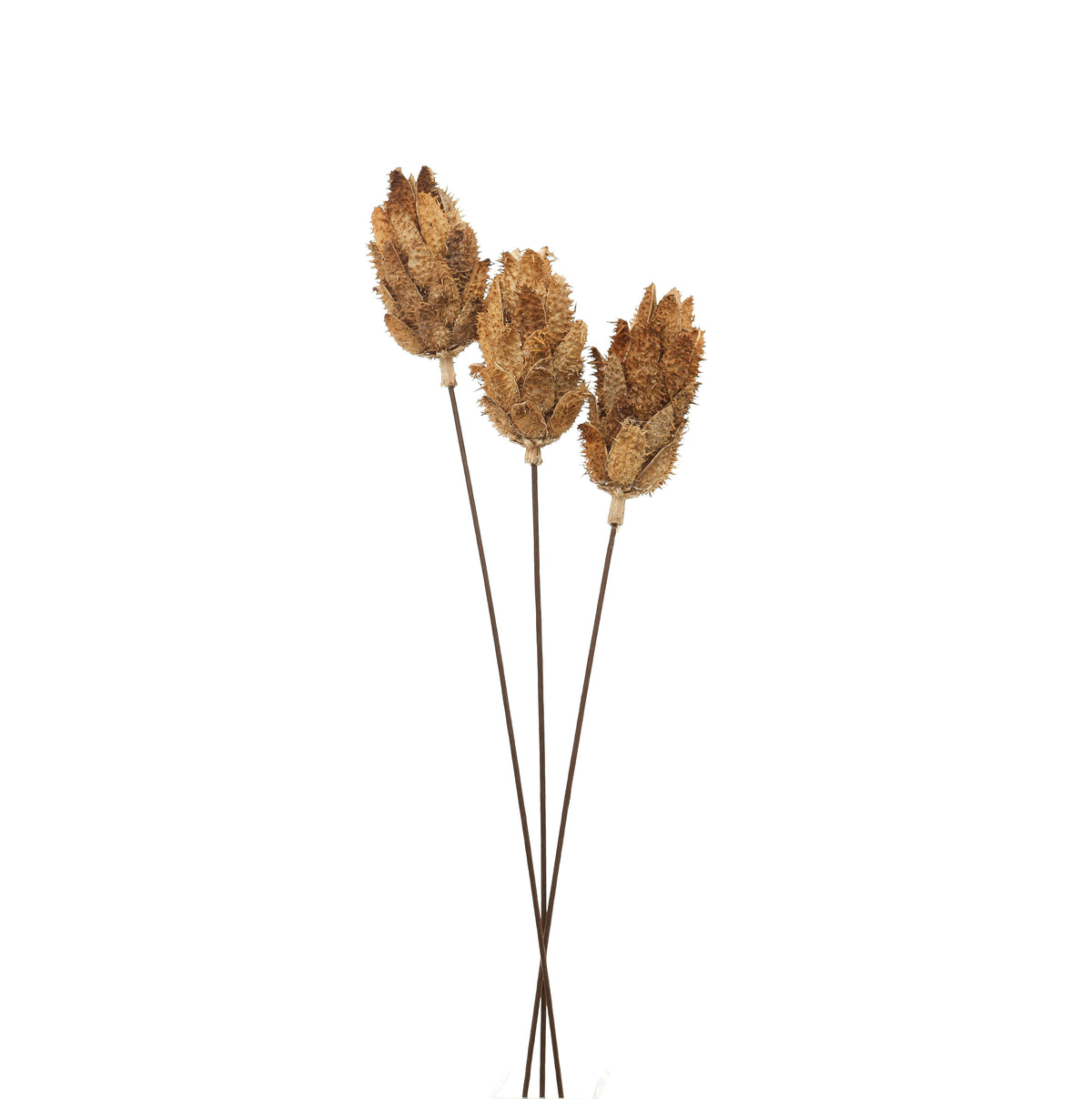 Three long dark-brown stems with tan and brown spined scale heads, shown full length against white.