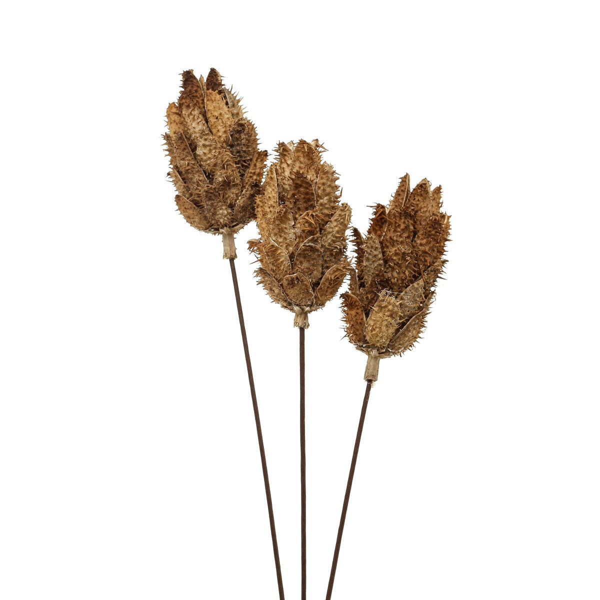 Closer view of three pointed botanical heads with overlapping open scales and short spines on dark stems.