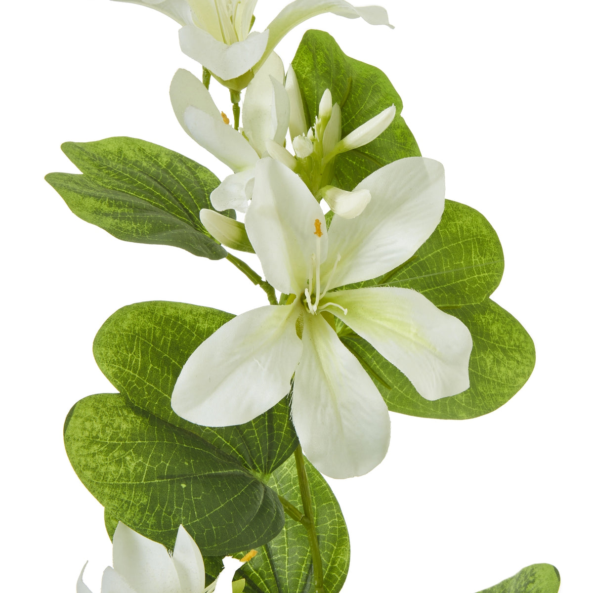 Close-up of an open cream-white flower with pale green shading and small yellow details, surrounded by broad split-shaped leaves with visible vein patterns.