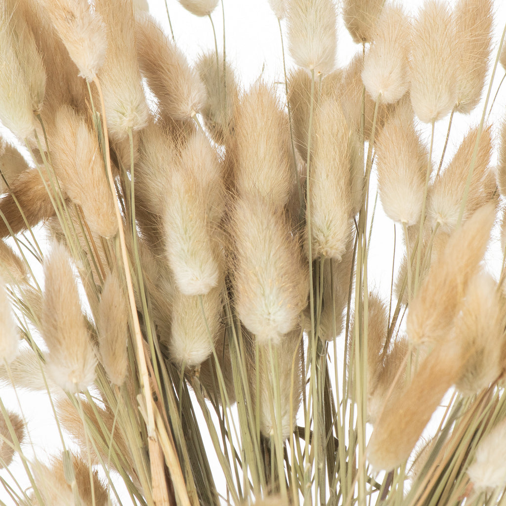 Close-up of cream and light tan plumes with fine feathery edges among muted green and pale stems.