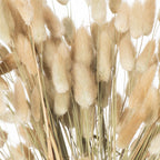 Close-up of cream and light tan plumes with fine feathery edges among muted green and pale stems.
