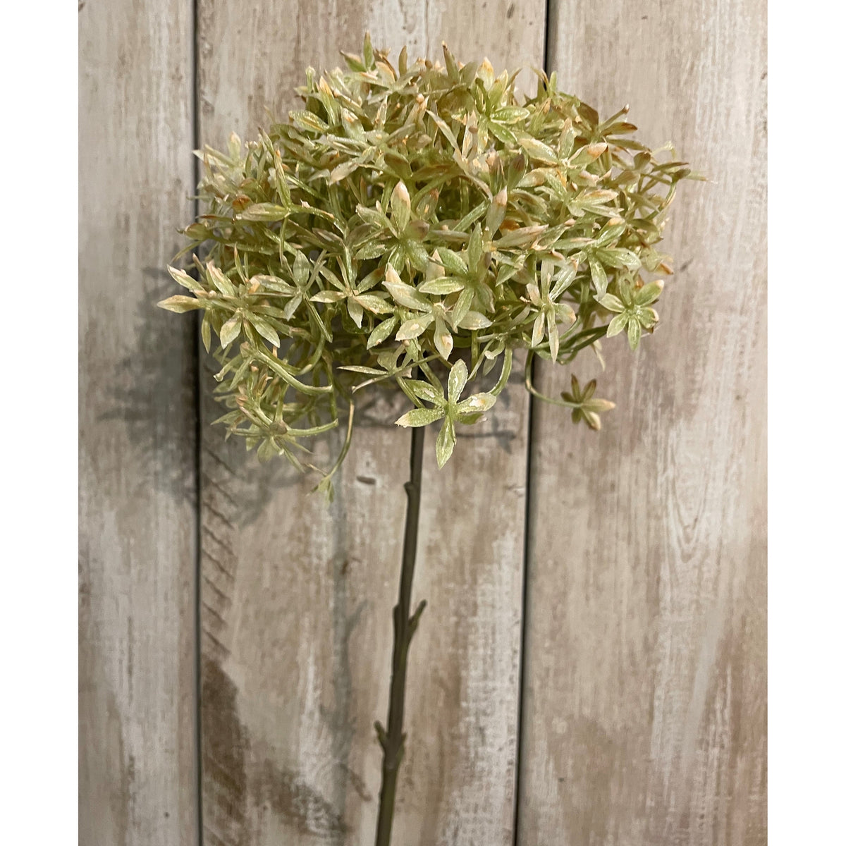 Close-up of the Tan Tipstar flower head, showing green-beige star-shaped florets with pale tan tips and open gaps between their branching stems.
