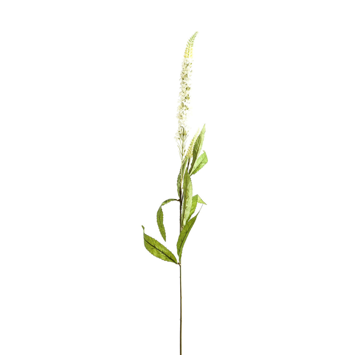 Upright artificial flower stem against white, with a long tapered spike of white florets, pale-green buds and narrow serrated green leaves.