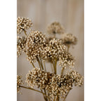 Close-up of cream, tan and brown bud-like heads in a grouped arrangement, with foreground clusters sharp against a softly blurred beige background.