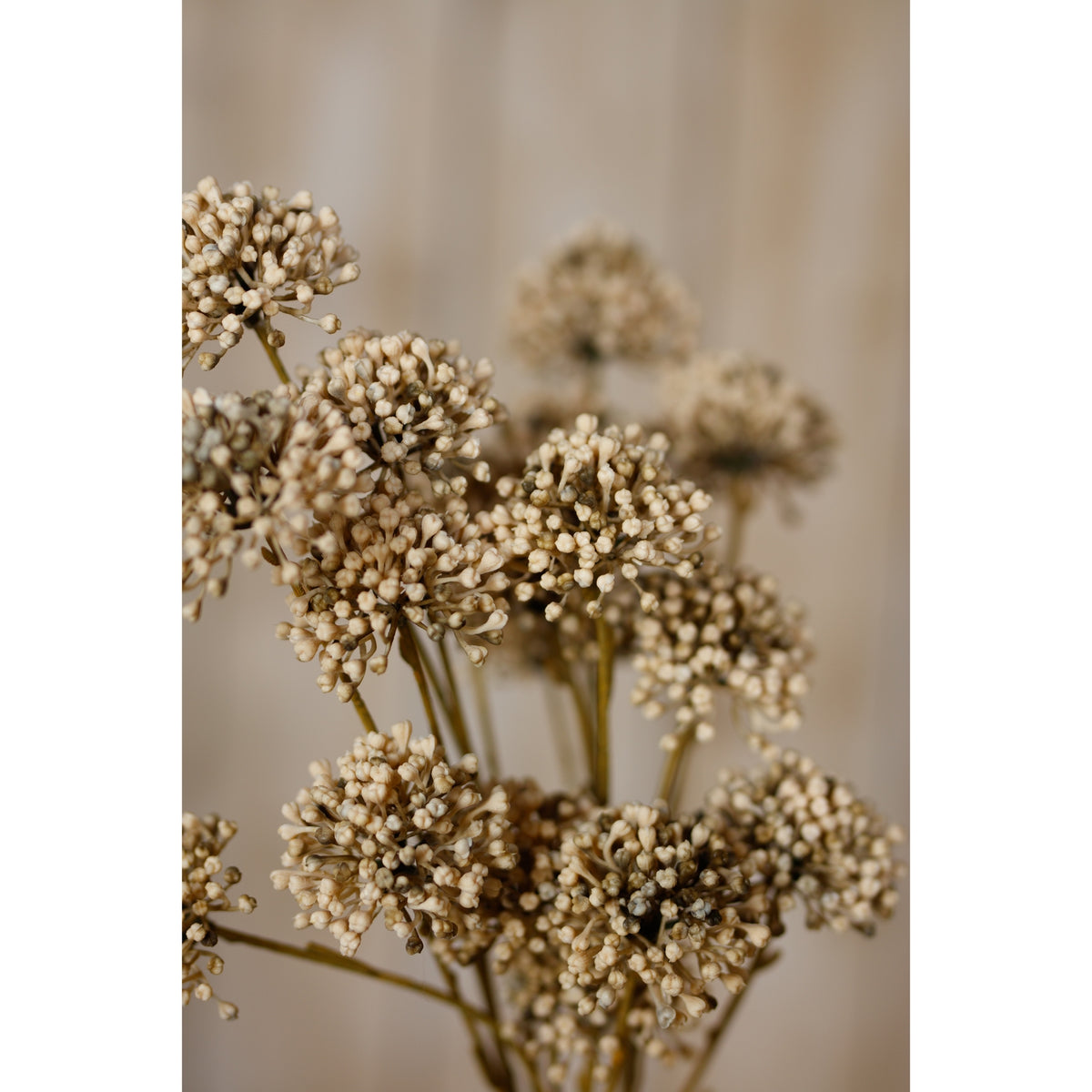 Close-up of cream, tan and brown bud-like heads in a grouped arrangement, with foreground clusters sharp against a softly blurred beige background.