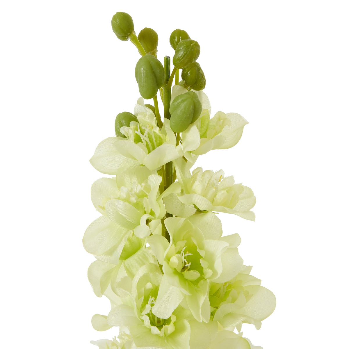 Close-up of the flower spike showing textured cream petals with a pale yellow-green cast and rounded green buds at the tip.