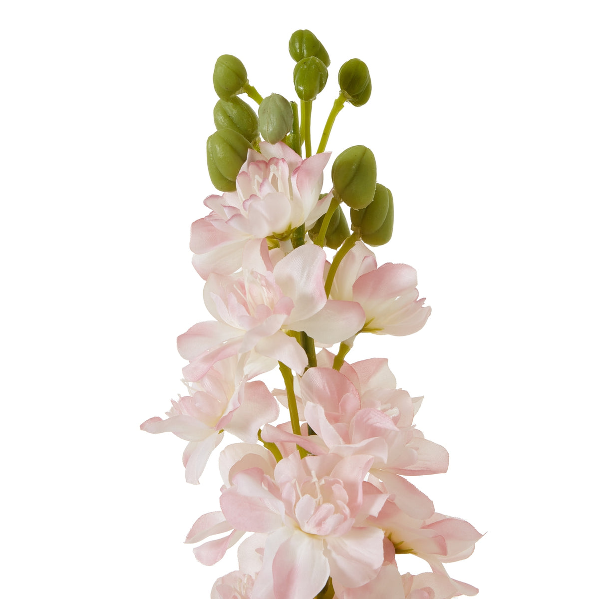 Close-up of the flower spike showing layered pale pink petals with cream centres and oval green buds above the blooms.