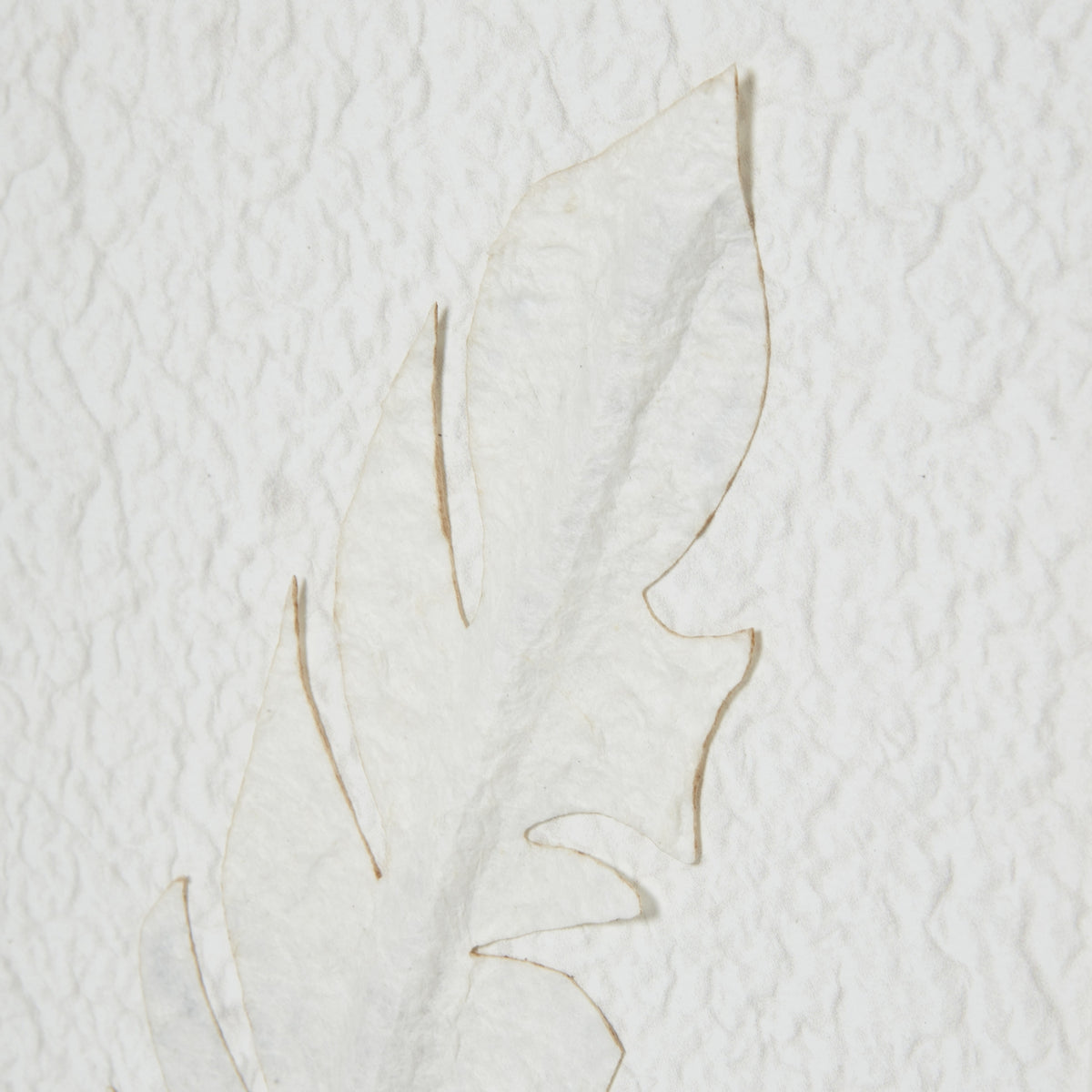 Close-up of a raised pale feather form with fine tan edges against the rippled white background.