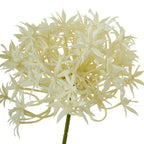 Close-up of a cream flowerhead showing overlapping star-like florets with narrow pointed petals and a green stem beneath.