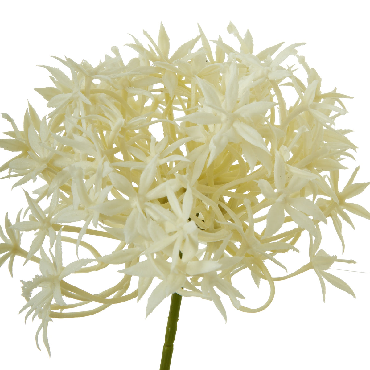 Close-up of a cream flowerhead showing overlapping star-like florets with narrow pointed petals and a green stem beneath.