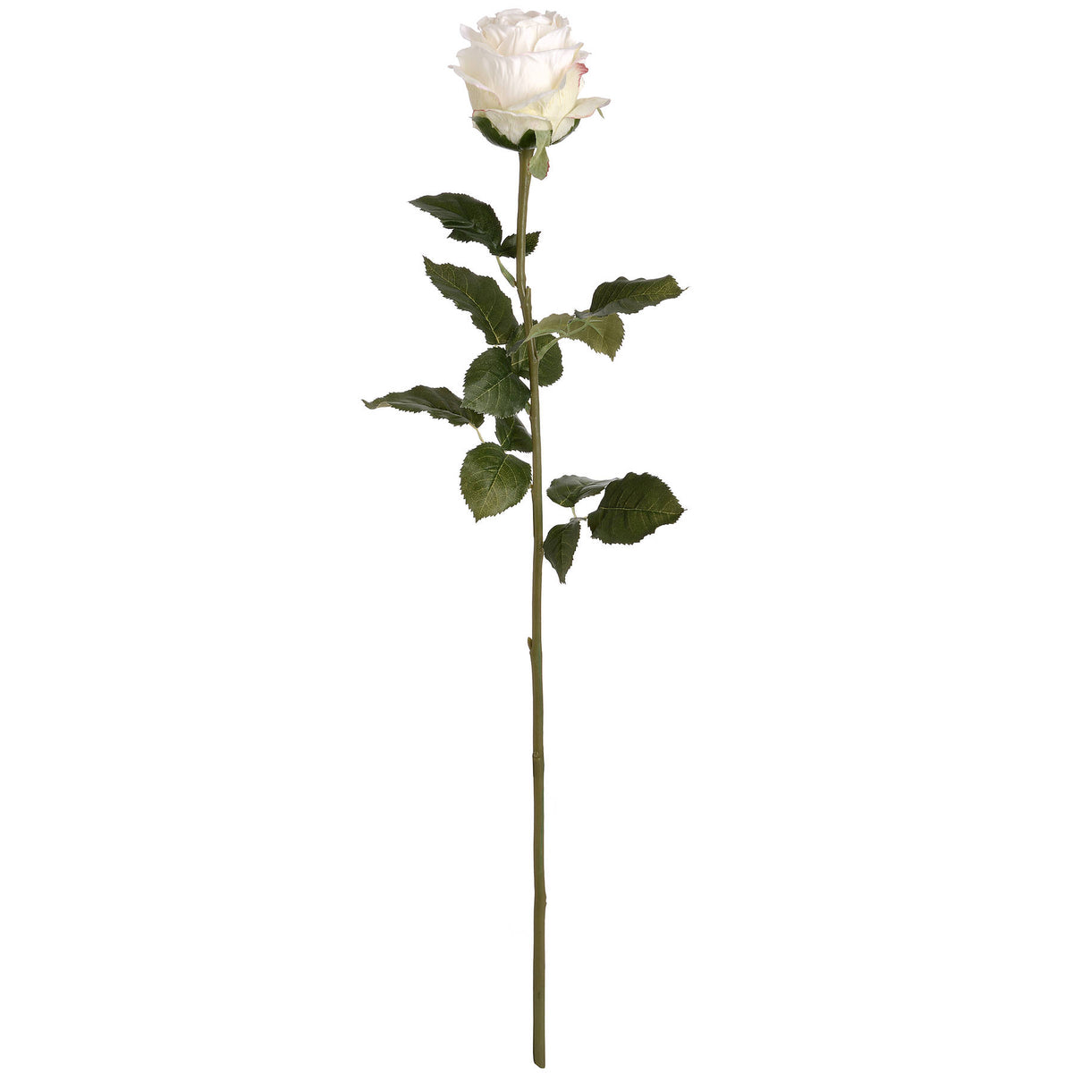 Full view of the artificial white rose with a tightly layered flower head, dark green serrated leaves and a long green stem against a white background.