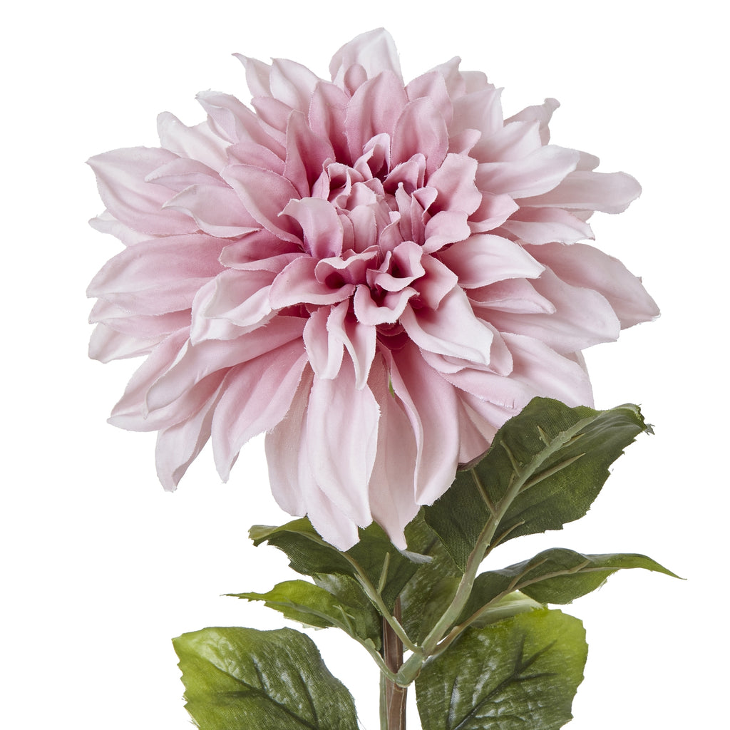 Close-up of the rounded pink flower head, showing curled central petals, paler spreading outer petals and veined green leaves beneath.