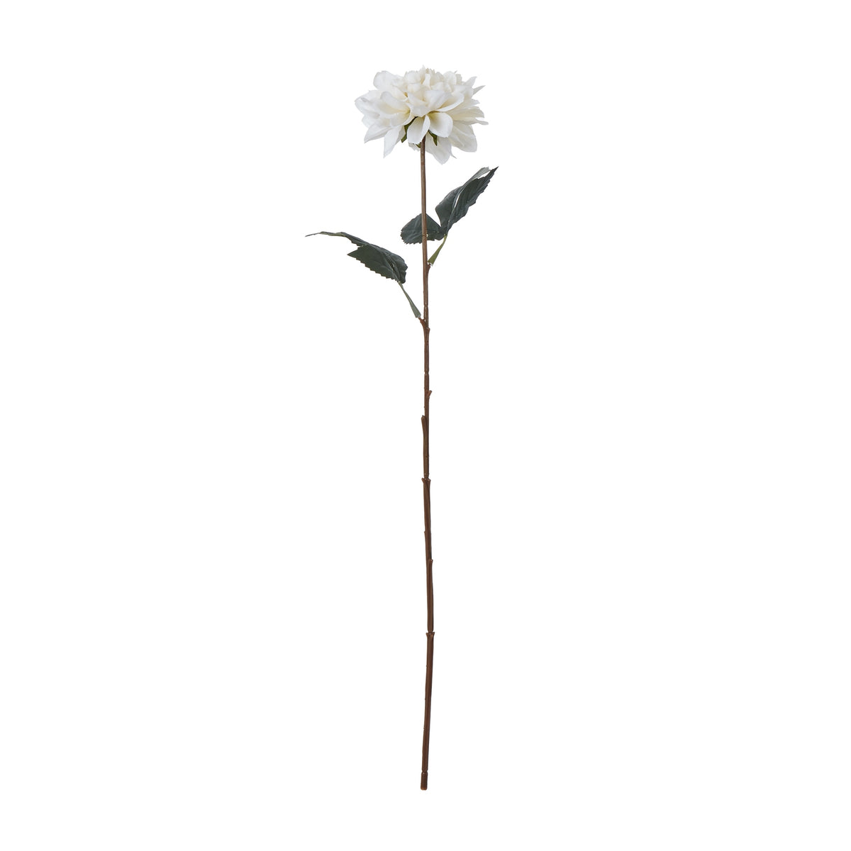Full-length view of an artificial flower stem with a white layered bloom, dark green toothed leaves and a long brown stem against a white background.