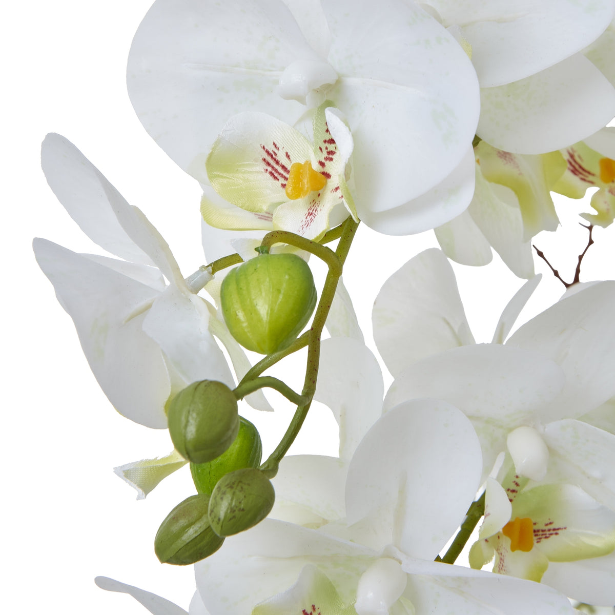 Close-up of rounded white orchid petals with pale yellow centres, red markings and green buds along a curved stem.