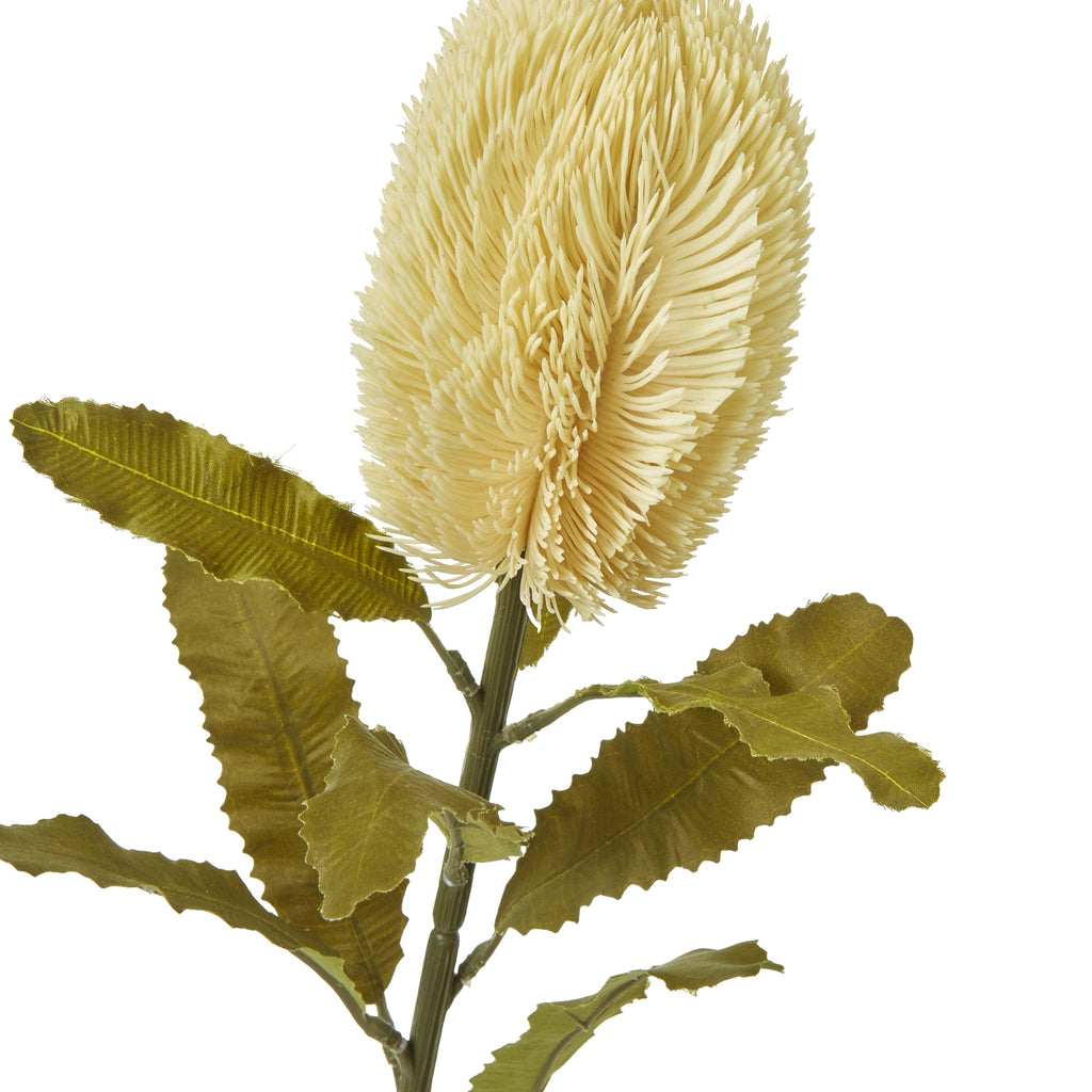 Close-up of the cream brush head, showing densely packed strands above veined olive leaves with serrated edges.