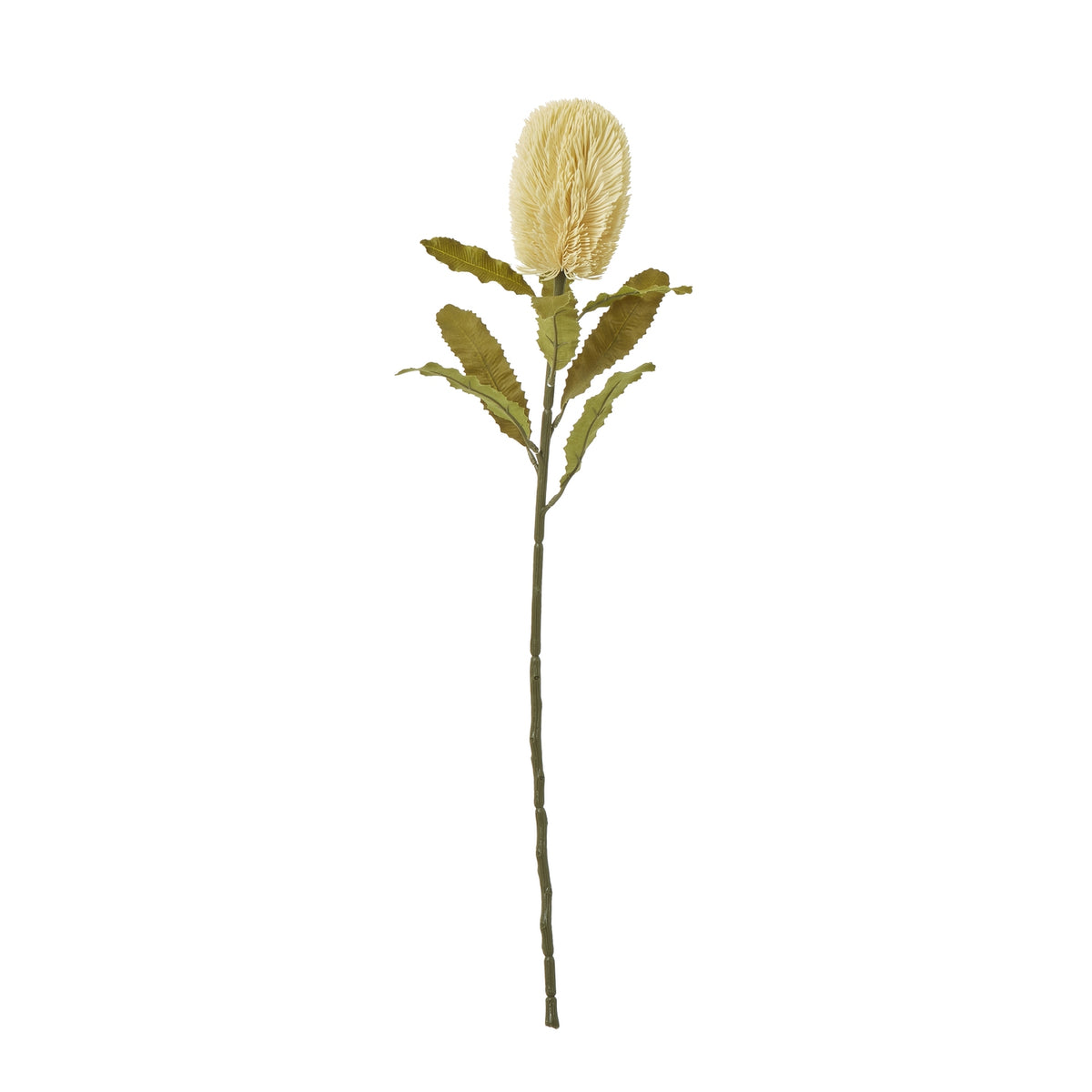 Full-length Upright Creambrush artificial stem with a cream oval brush head and olive leaves against white.