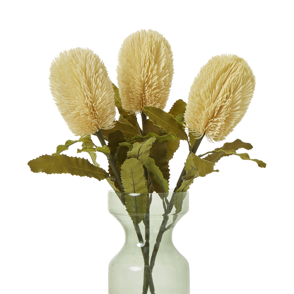Three cream brush heads and olive foliage arranged in a pale green transparent vase against white.