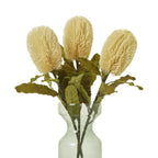 Three cream brush heads and olive foliage arranged in a pale green transparent vase against white.