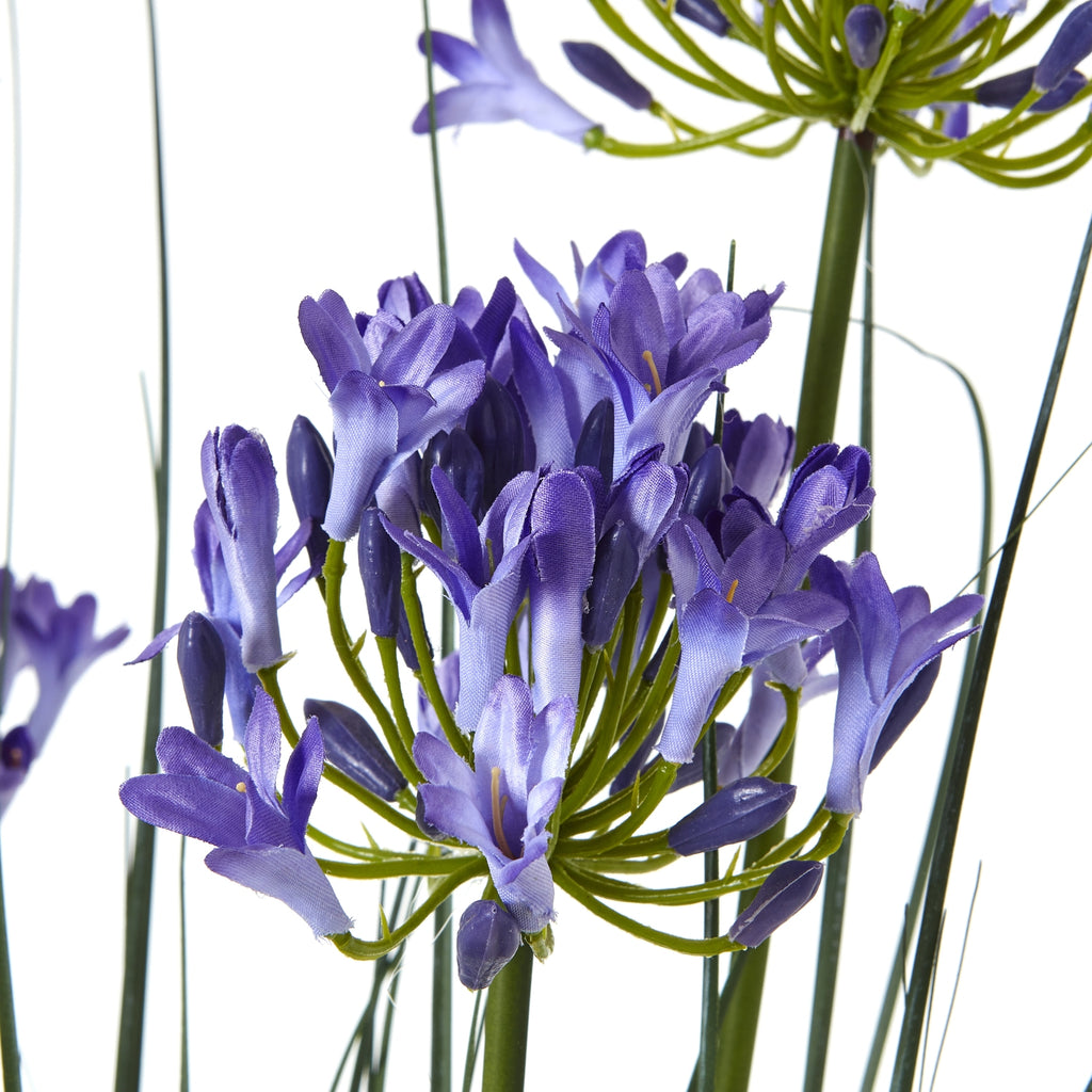 Close-up of blue-violet flowers and darker closed buds branching from green stems, with fine upright leaves behind.
