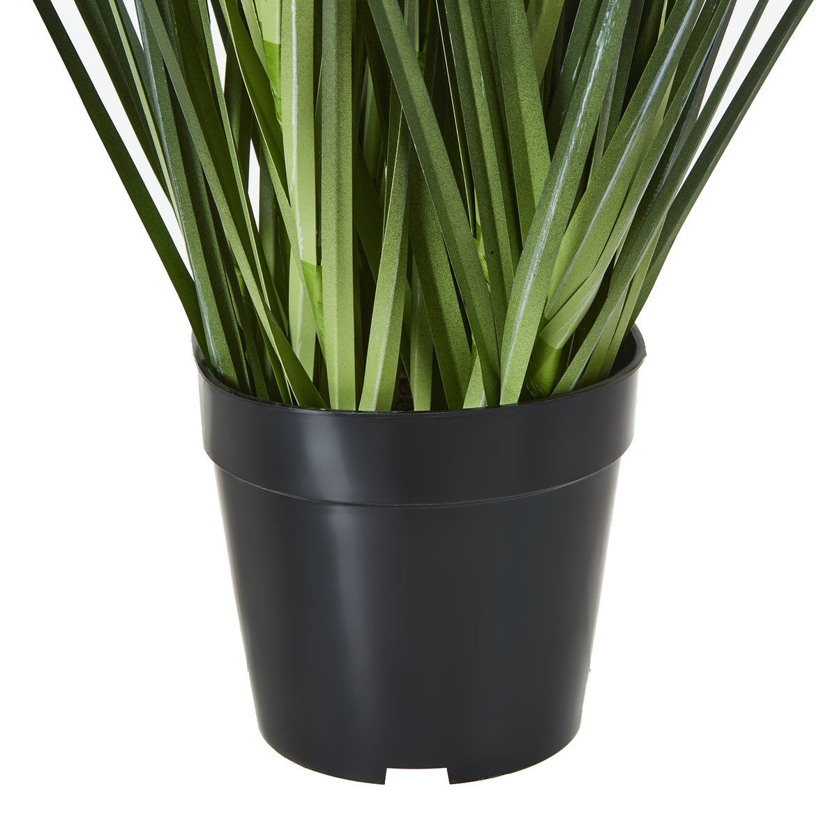 Close-up of the tapered black nursery-style pot and the dense green foliage rising from its wide rim.