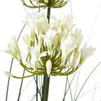 Close-up of a cream-white flower cluster with open petals, pale green bases and curved green stalks around a dark central stem.