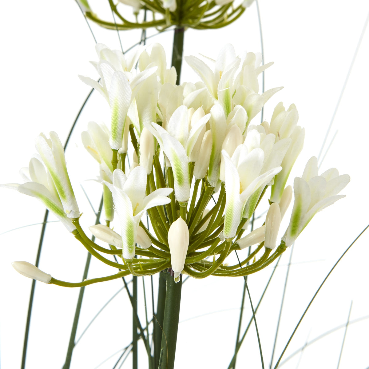 Close-up of a cream-white flower cluster with open petals, pale green bases and curved green stalks around a dark central stem.