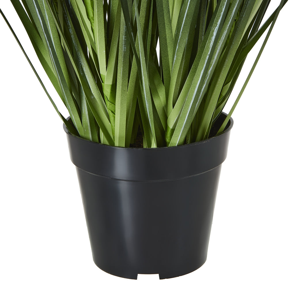 Close-up of the tapered black nursery-style pot with a broad rim and dense green leaves emerging from the top.