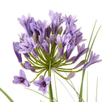 Close-up of a purple flower cluster showing open petals, buds and radiating green stems.