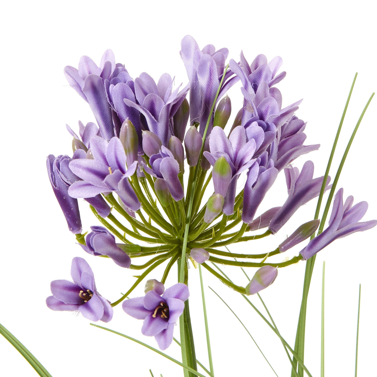 Close-up of a purple flower cluster showing open petals, buds and radiating green stems.